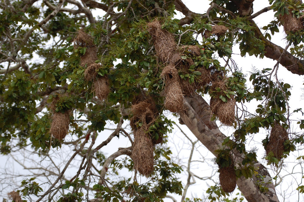 Brasile - nella foresta amazzonica:  Cacicus cela/Cacicco groppagialla (Icteridae)